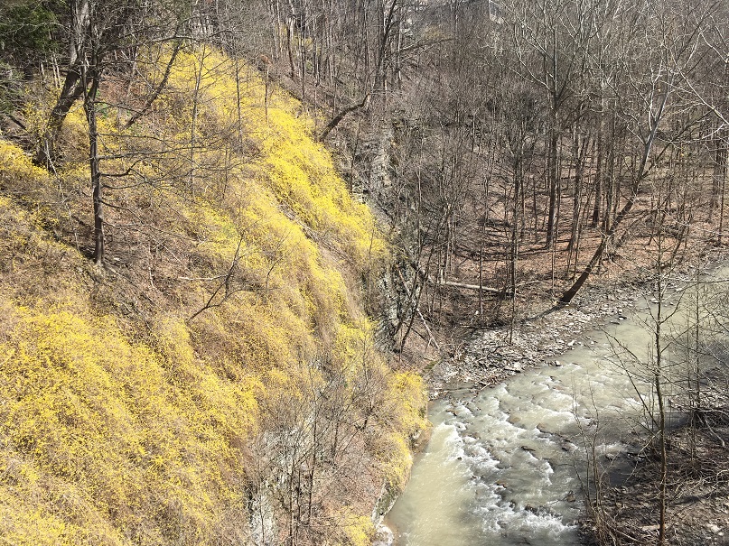 spring at six mile creek